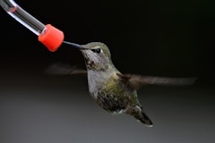 Give Your Garden a Spring Refresh with a DIY Bird Feeder